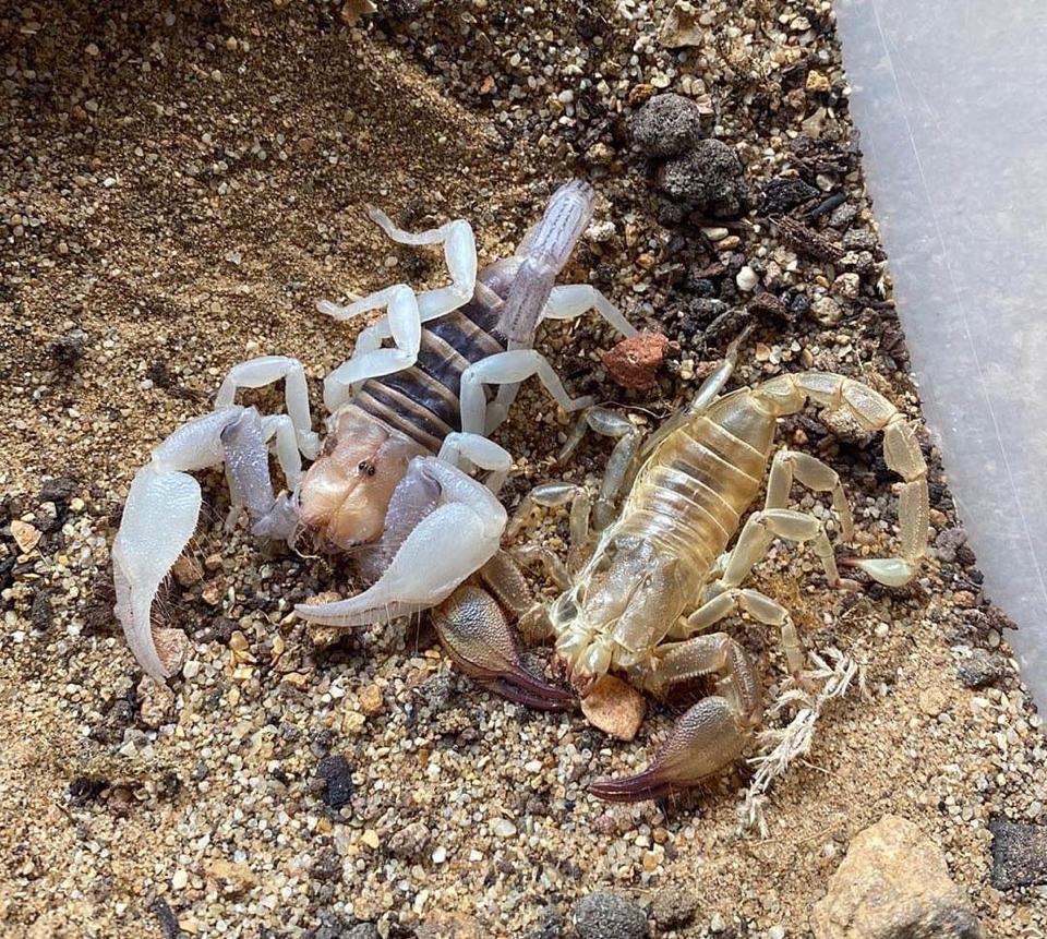 Opistophthalmus carinatus-duoc-ban-tai-QTArthropodszone (Scorpions Exotic QTVietNam & SpiderHia)