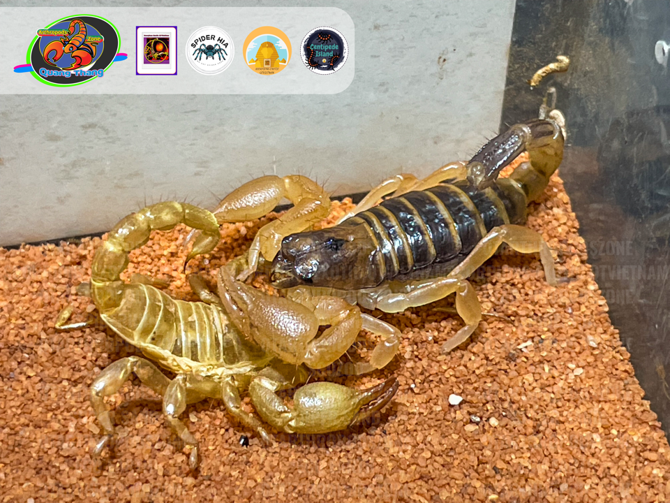Opistophthalmus boehmi-duoc-ban-tai-QTArthropodszone (Scorpions Exotic QTVietNam & SpiderHia)