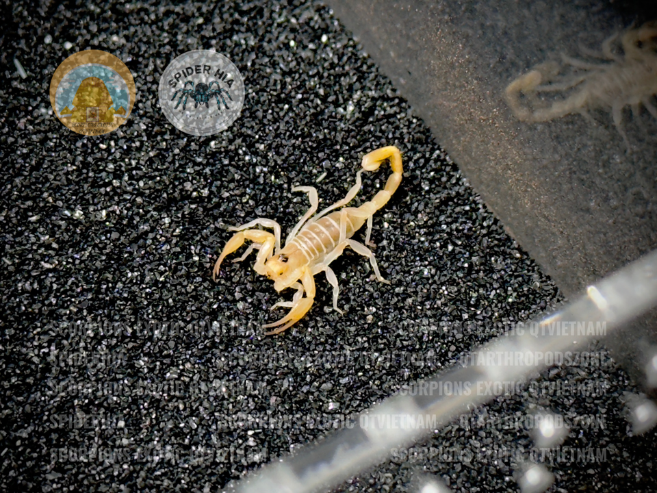 Smeringurus mesaensis - Dune Scorpion-duoc-ban-tai-QTArthropodszone (Scorpions Exotic QTVietNam & SpiderHia)