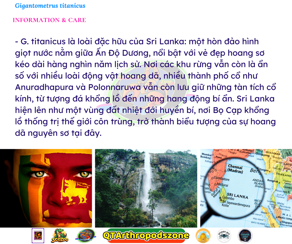 Gigantometrus titanicus -duoc-ban-tai-QTArthropodszone (Scorpions Exotic QTVietNam & SpiderHia)