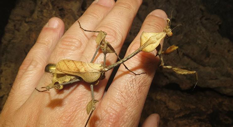 Gongylus gongylodes-duoc-ban-tai-QTArthropodszone (Scorpions Exotic QTVietNam & SpiderHia)