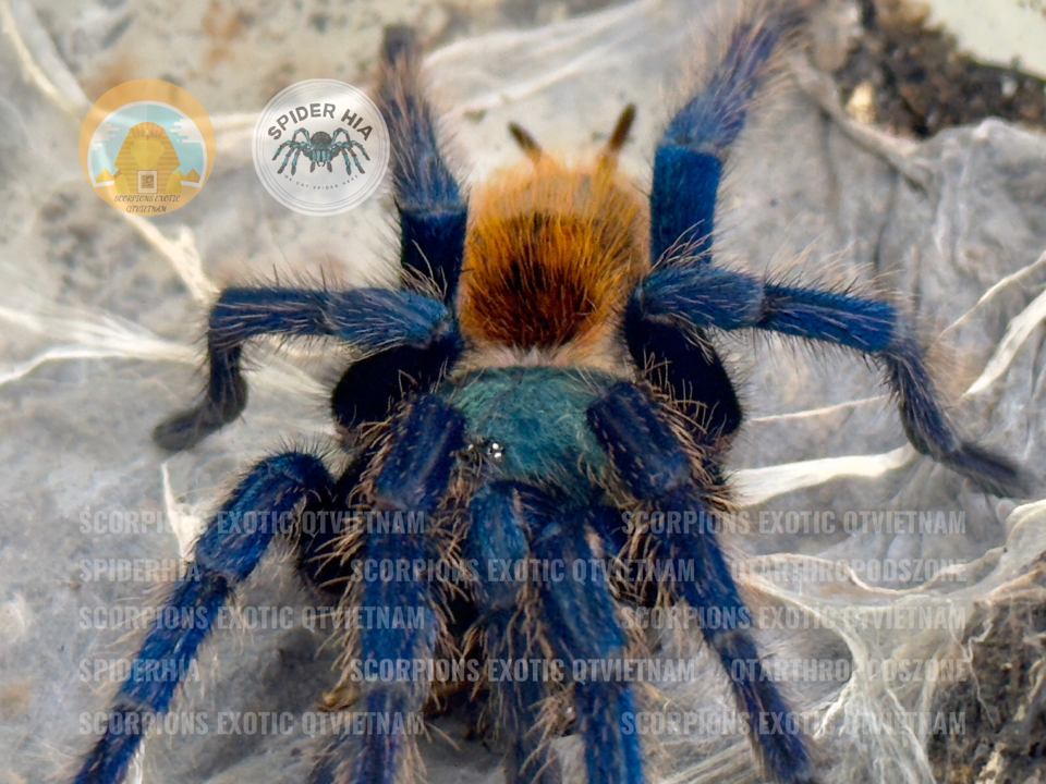 FM 10cm Chromatopelma cyaneopubescens (GBB Tarantula)-duoc-ban-tai-QTArthropodszone (Scorpions Exotic QTVietNam & SpiderHia)