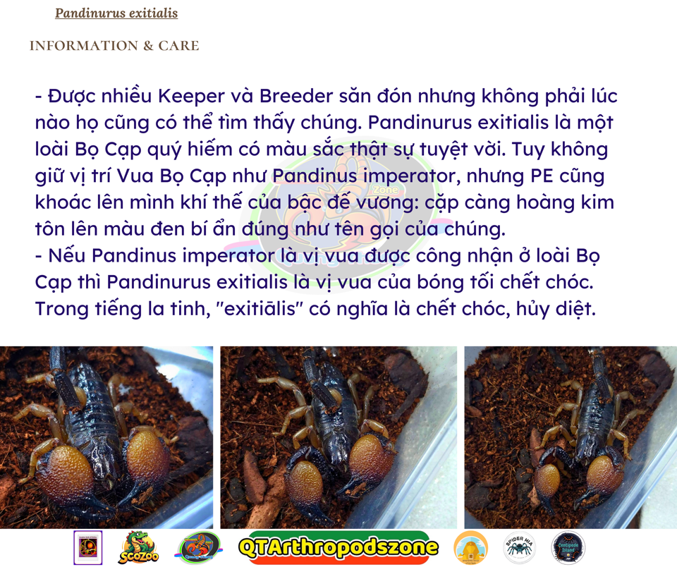 Pandinurus exitialis (Pandinus exitialis)-duoc-ban-tai-QTArthropodszone (Scorpions Exotic QTVietNam & SpiderHia)