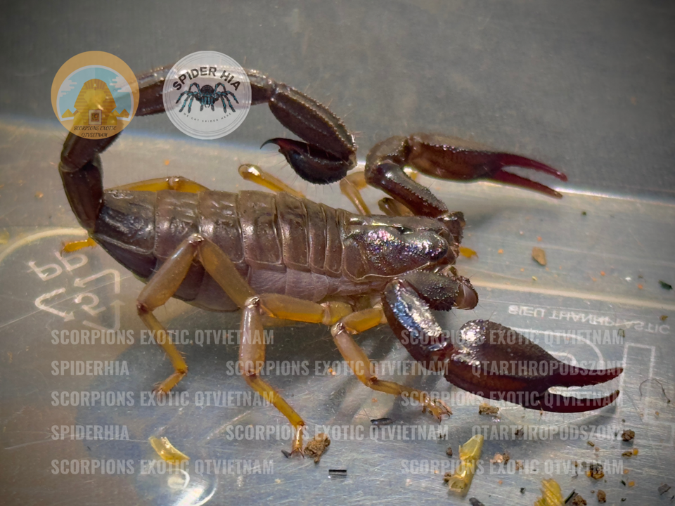 Nebo omanensis -duoc-ban-tai-QTArthropodszone (Scorpions Exotic QTVietNam & SpiderHia)