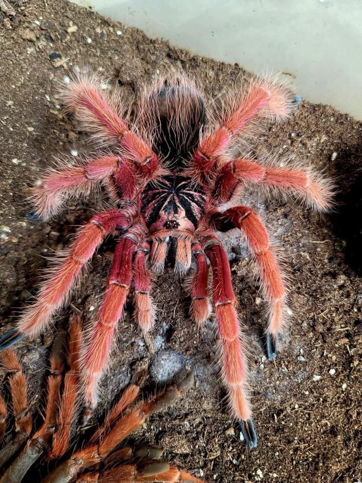 Pamphobeteus sp Solaris-duoc-ban-tai-QTArthropodszone (Scorpions Exotic QTVietNam & SpiderHia)