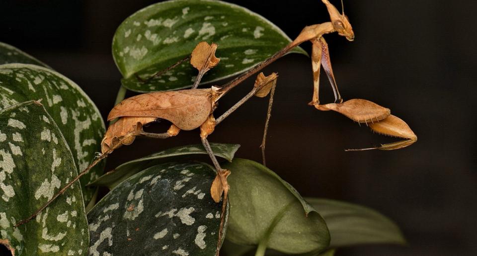 Gongylus gongylodes-duoc-ban-tai-QTArthropodszone (Scorpions Exotic QTVietNam & SpiderHia)