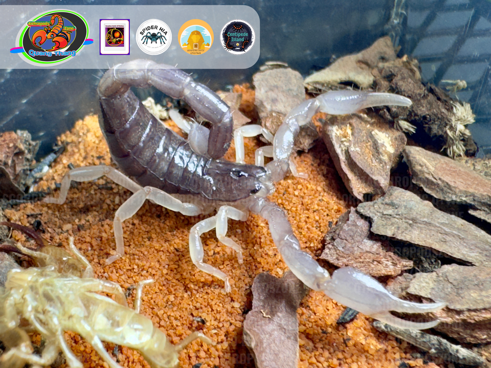 Nebo whitei-duoc-ban-tai-QTArthropodszone (Scorpions Exotic QTVietNam & SpiderHia)