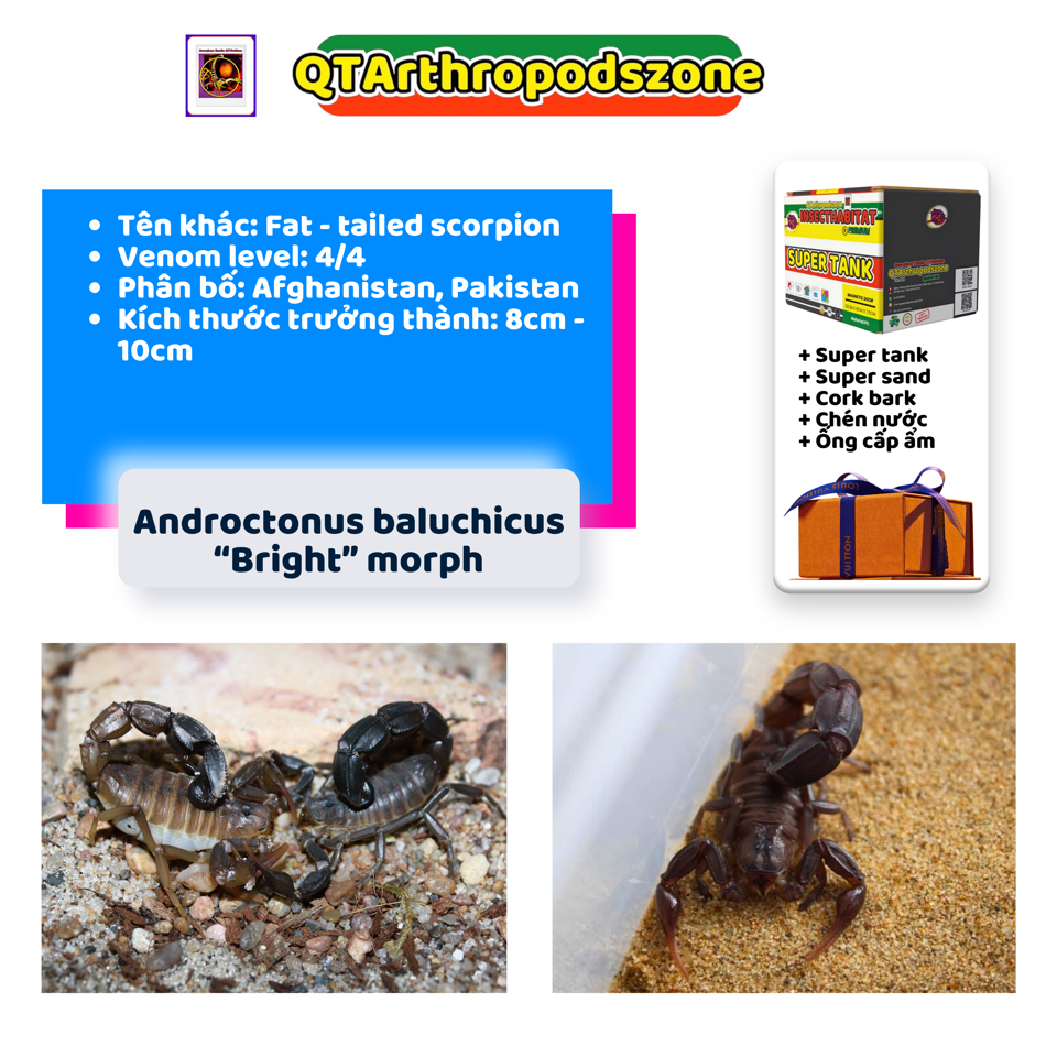 Androctonus baluchicus "Bright" morph-duoc-ban-tai-QTArthropodszone (Scorpions Exotic QTVietNam & SpiderHia)