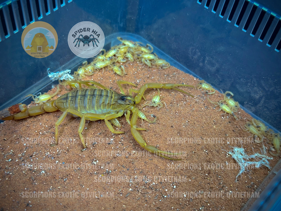 Leiurus quinquestriatus-duoc-ban-tai-QTArthropodszone (Scorpions Exotic QTVietNam & SpiderHia)