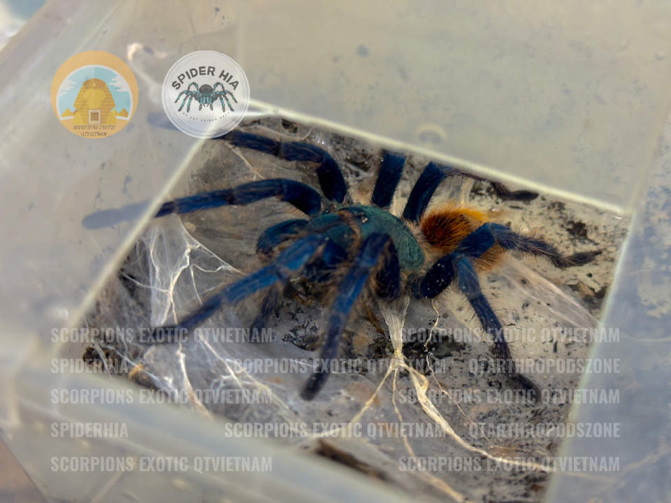 FM 10cm Chromatopelma cyaneopubescens (GBB Tarantula)-duoc-ban-tai-QTArthropodszone (Scorpions Exotic QTVietNam & SpiderHia)