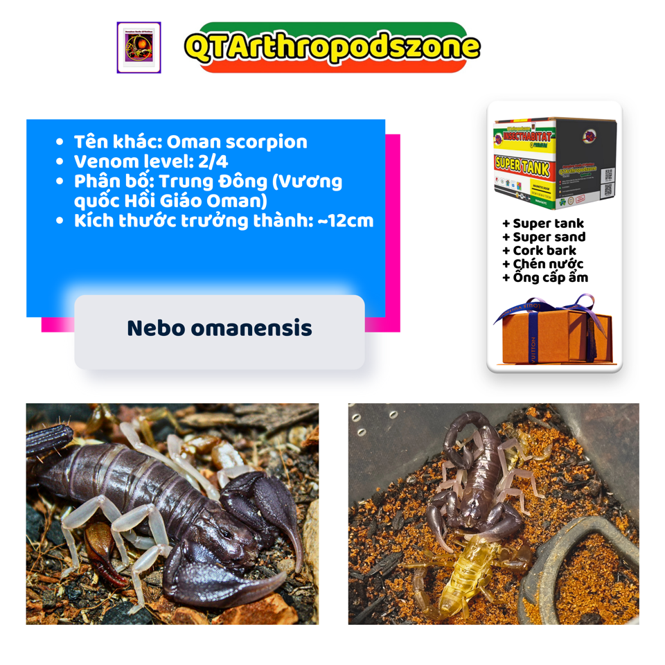Nebo omanensis -duoc-ban-tai-QTArthropodszone (Scorpions Exotic QTVietNam & SpiderHia)