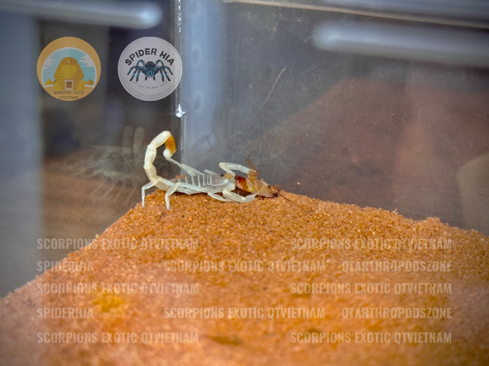 Buthacus leptochelys-duoc-ban-tai-QTArthropodszone (Scorpions Exotic QTVietNam & SpiderHia)