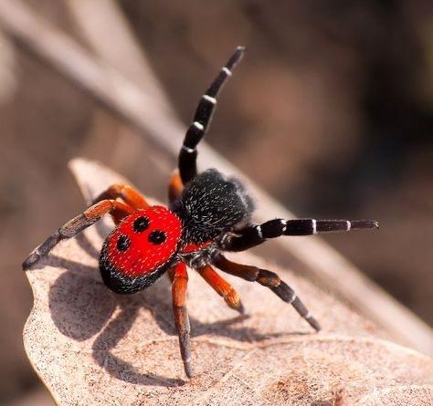 Eresus hermani-duoc-ban-tai-QTArthropodszone (Scorpions Exotic QTVietNam & SpiderHia)