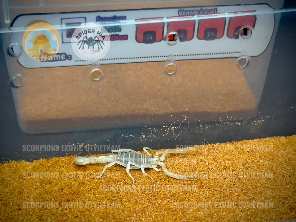 Androctonus finitimus-duoc-ban-tai-QTArthropodszone (Scorpions Exotic QTVietNam & SpiderHia)