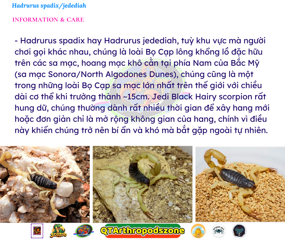 Hadrurus spadix (Hadrurus jedediah) Jedi Black Hairy scorpion-duoc-ban-tai-QTArthropodszone (Scorpions Exotic QTVietNam & SpiderHia)