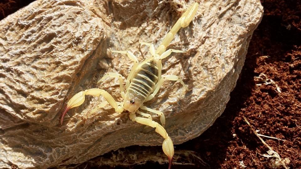 Smeringurus vachoni-duoc-ban-tai-QTArthropodszone (Scorpions Exotic QTVietNam & SpiderHia)