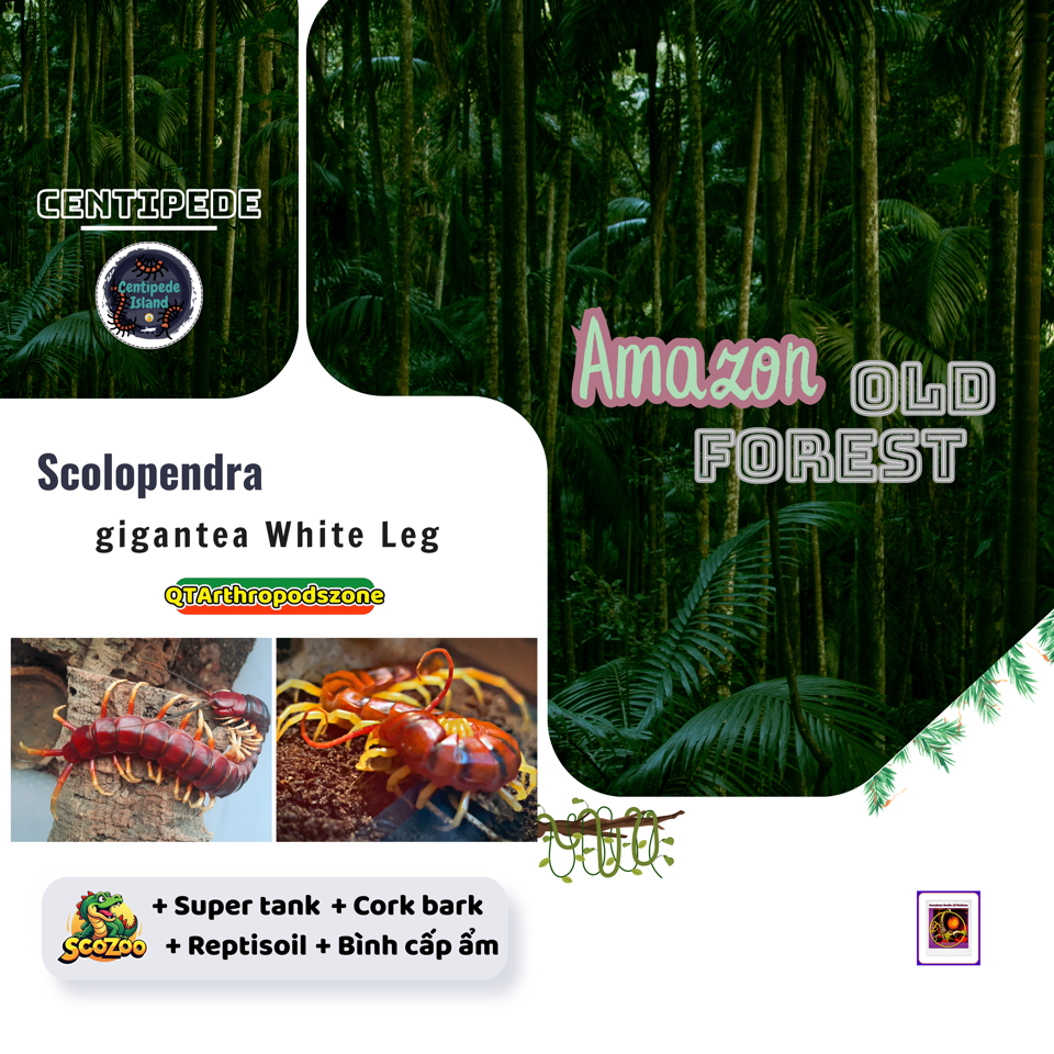 Scolopendra gigantea sp White Leg-duoc-ban-tai-QTArthropodszone (Scorpions Exotic QTVietNam & SpiderHia)