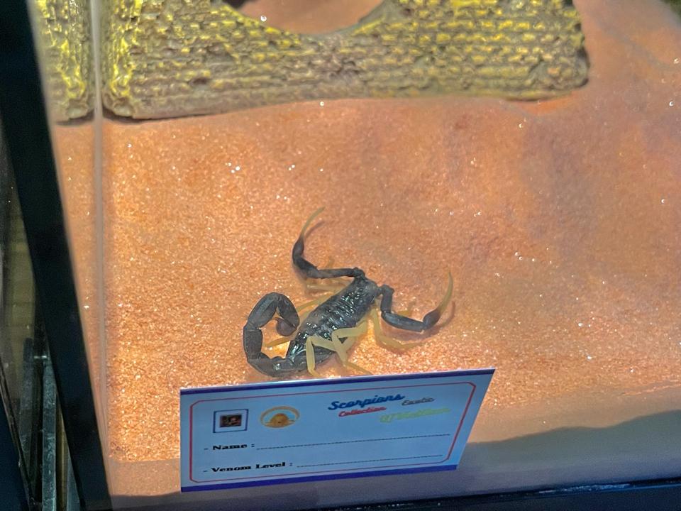 Hottentotta franzwerneri-duoc-ban-tai-QTArthropodszone (Scorpions Exotic QTVietNam & SpiderHia)