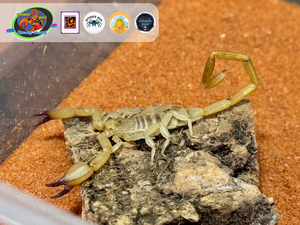 Hemiscorpius lepturus-duoc-ban-tai-QTArthropodszone (Scorpions Exotic QTVietNam & SpiderHia)