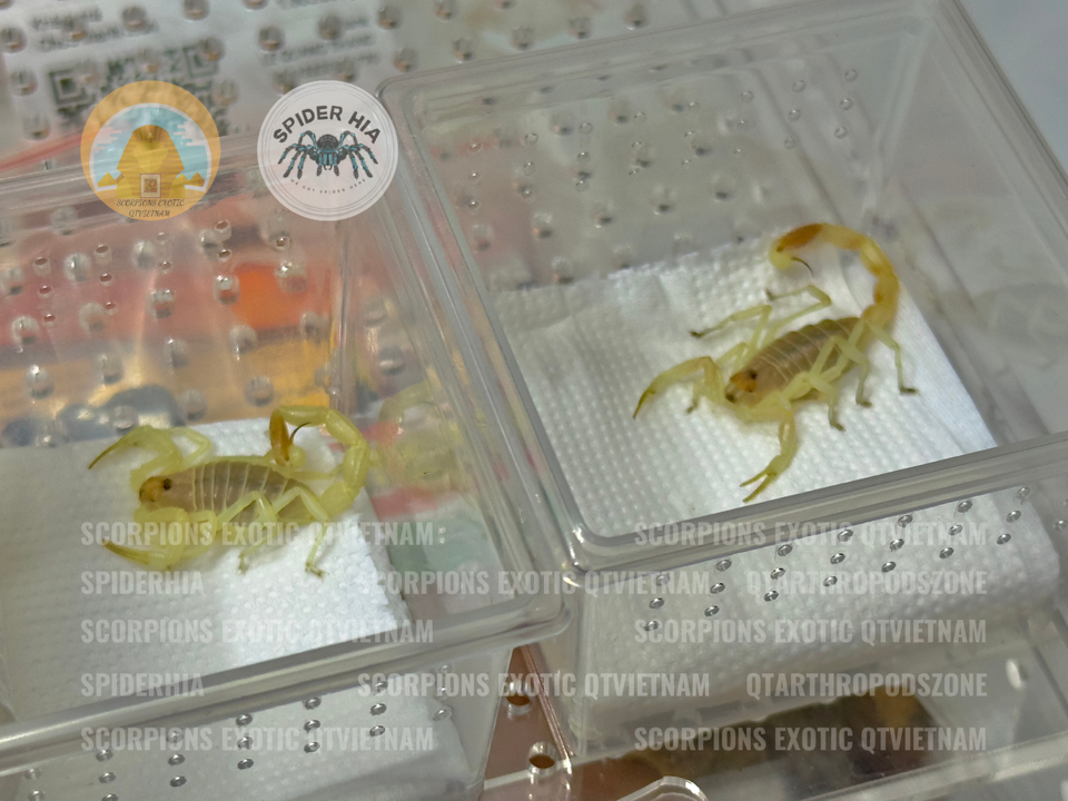 Buthacus leptochelys-duoc-ban-tai-QTArthropodszone (Scorpions Exotic QTVietNam & SpiderHia)