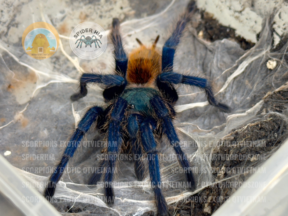FM 10cm Chromatopelma cyaneopubescens (GBB Tarantula)-duoc-ban-tai-QTArthropodszone (Scorpions Exotic QTVietNam & SpiderHia)