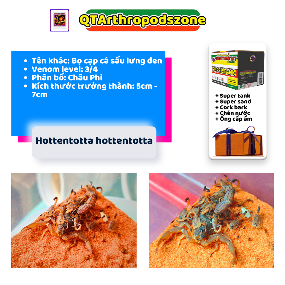 Hottentotta hottentotta-duoc-ban-tai-QTArthropodszone (Scorpions Exotic QTVietNam & SpiderHia)
