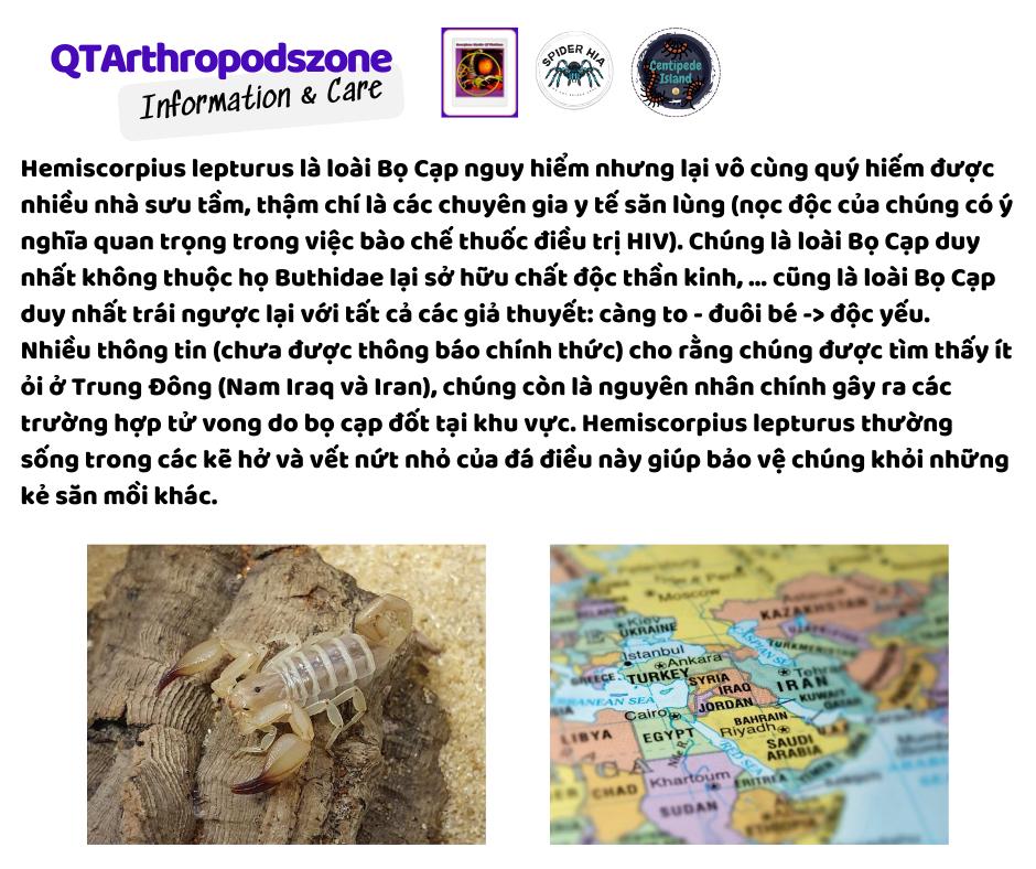 Hemiscorpius lepturus-duoc-ban-tai-QTArthropodszone (Scorpions Exotic QTVietNam & SpiderHia)