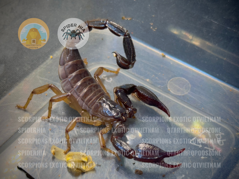 Nebo omanensis -duoc-ban-tai-QTArthropodszone (Scorpions Exotic QTVietNam & SpiderHia)