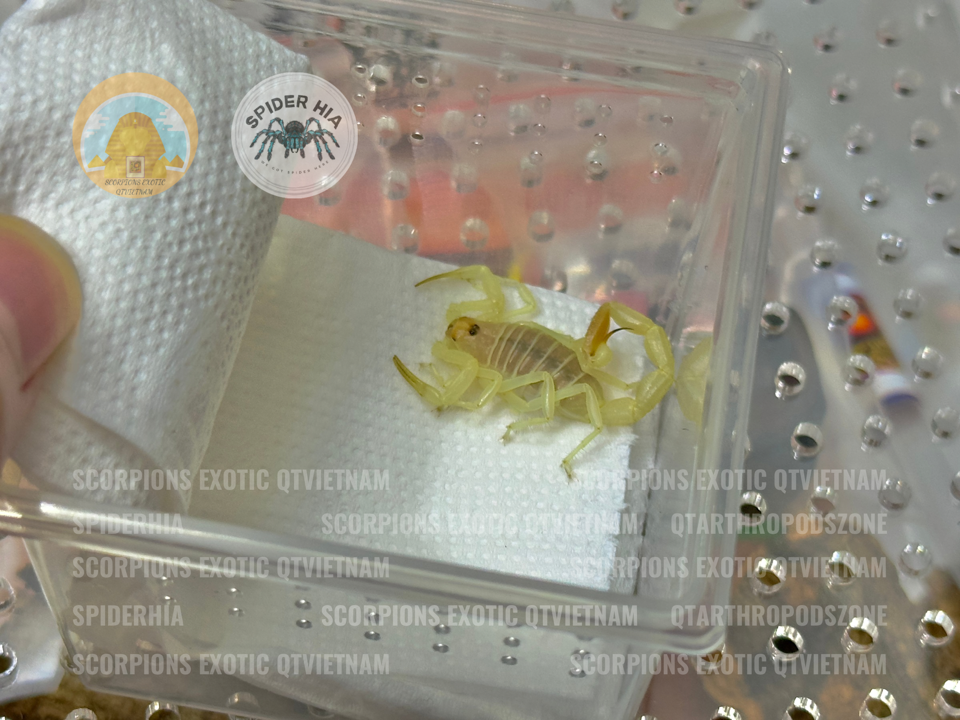 Buthacus leptochelys-duoc-ban-tai-QTArthropodszone (Scorpions Exotic QTVietNam & SpiderHia)