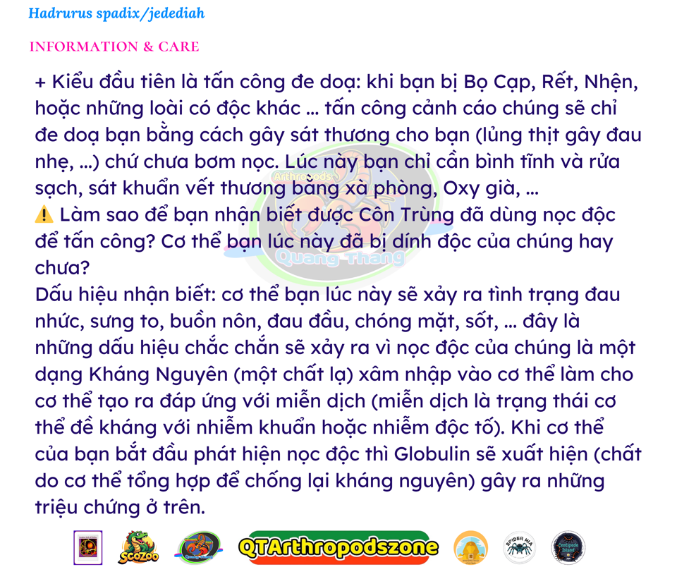 Hadrurus jedediah (Hadrurus spadix) Jedi Black Hairy scorpion-duoc-ban-tai-QTArthropodszone (Scorpions Exotic QTVietNam & SpiderHia)