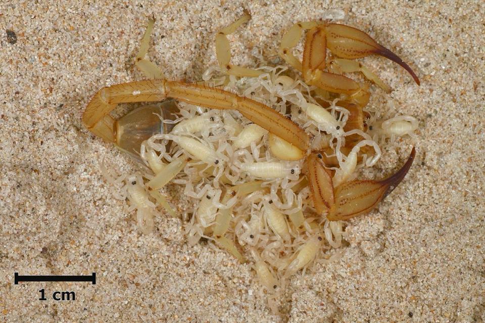 Smeringurus vachoni-duoc-ban-tai-QTArthropodszone (Scorpions Exotic QTVietNam & SpiderHia)