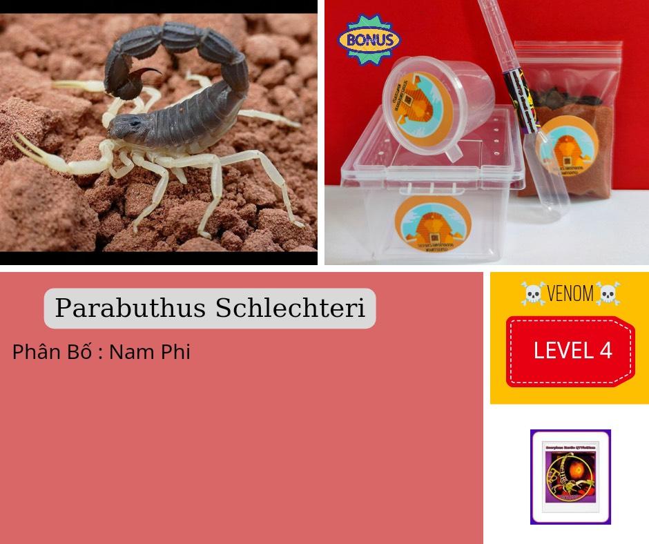 Parabuthus schlechteri-duoc-ban-tai-QTArthropodszone (Scorpions Exotic QTVietNam & SpiderHia)