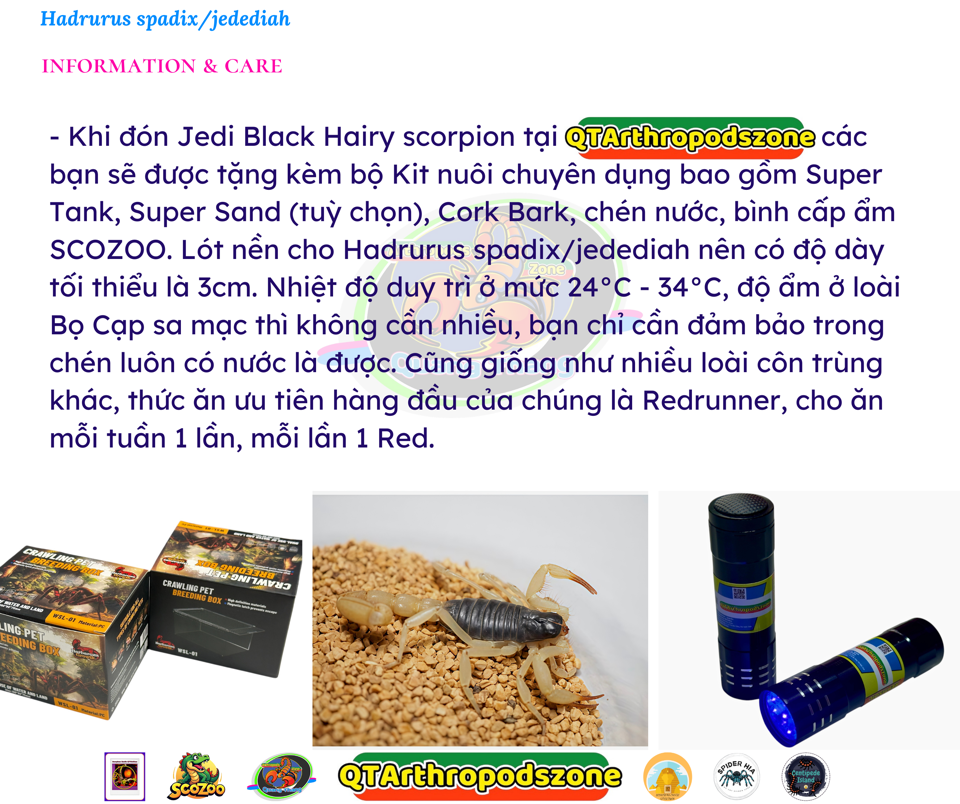 Hadrurus spadix (Hadrurus jedediah) Jedi Black Hairy scorpion-duoc-ban-tai-QTArthropodszone (Scorpions Exotic QTVietNam & SpiderHia)