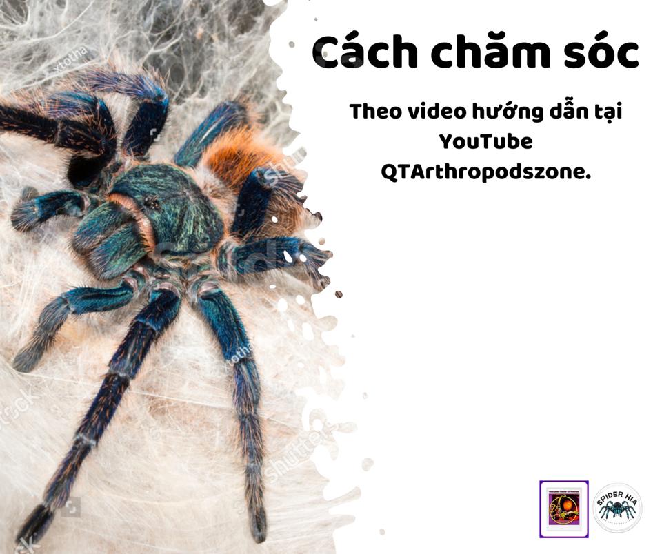 FM 10cm Chromatopelma cyaneopubescens (GBB Tarantula)-duoc-ban-tai-QTArthropodszone (Scorpions Exotic QTVietNam & SpiderHia)