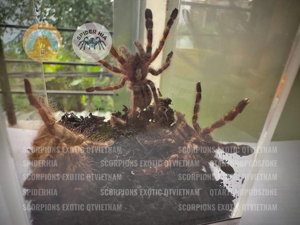 Poecilotheria Metallica (Gooty Sapphire)-duoc-ban-tai-QTArthropodszone (Scorpions Exotic QTVietNam & SpiderHia)