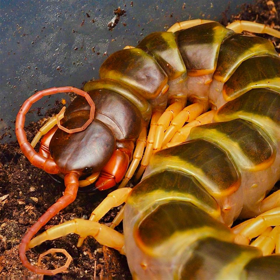 Scolopendra gigantea "Gold" morph-duoc-ban-tai-QTArthropodszone (Scorpions Exotic QTVietNam & SpiderHia)