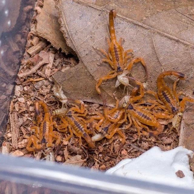 Tityus stigmurus-duoc-ban-tai-QTArthropodszone (Scorpions Exotic QTVietNam & SpiderHia)