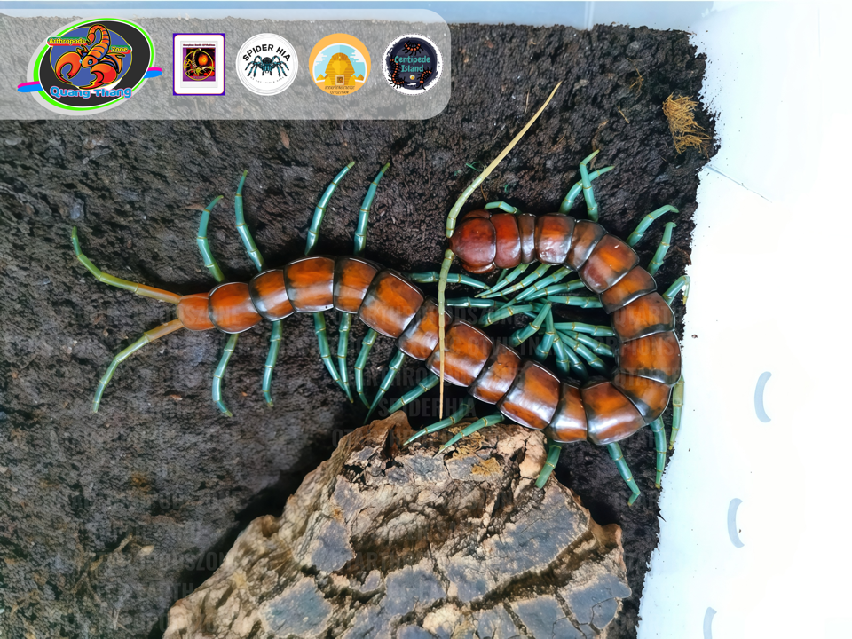 Scolopendra sp Mint Leg "White Beard"-duoc-ban-tai-QTArthropodszone (Scorpions Exotic QTVietNam & SpiderHia)