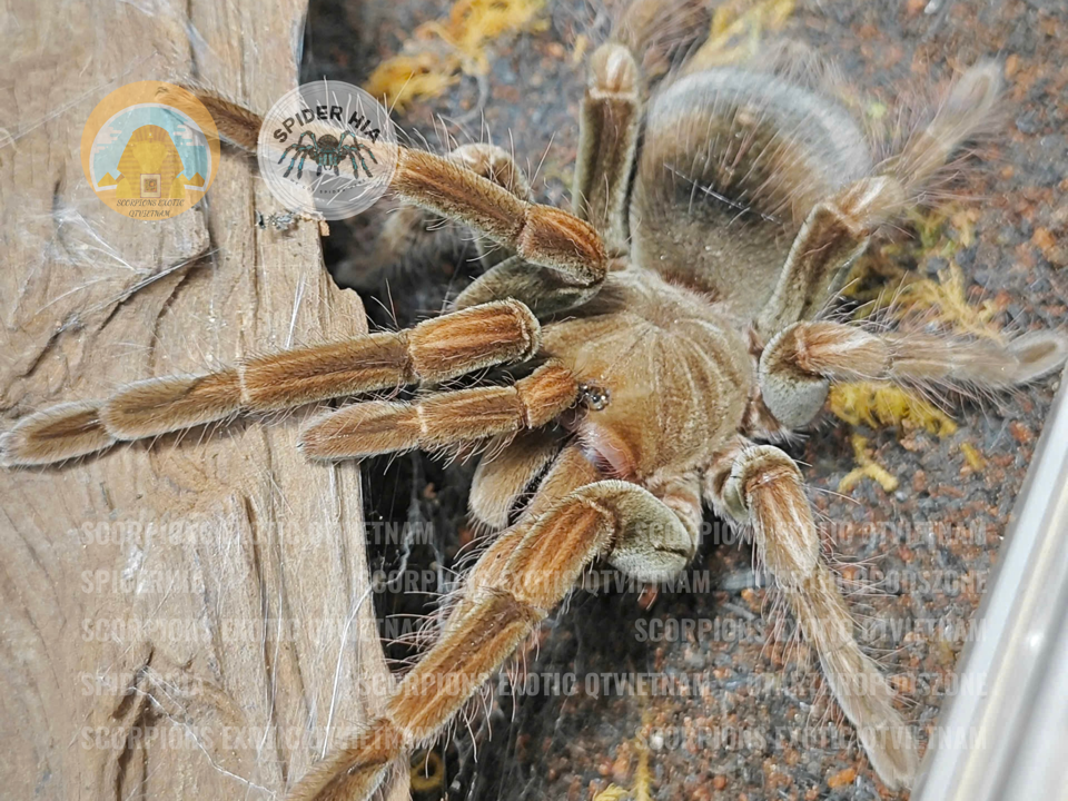 M + FM 14cm Pamphobeteus sp Manganegra-duoc-ban-tai-QTArthropodszone (Scorpions Exotic QTVietNam & SpiderHia)