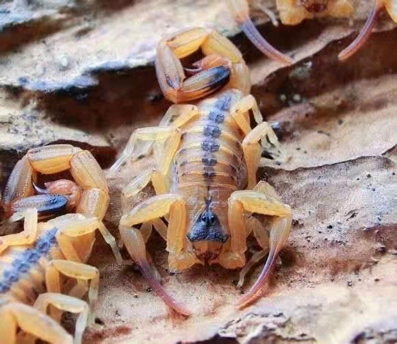 Tityus stigmurus-duoc-ban-tai-QTArthropodszone (Scorpions Exotic QTVietNam & SpiderHia)