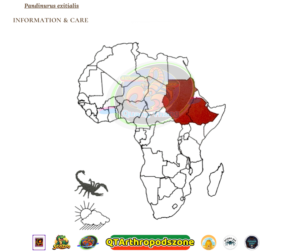 Pandinurus exitialis (Pandinus exitialis)-duoc-ban-tai-QTArthropodszone (Scorpions Exotic QTVietNam & SpiderHia)