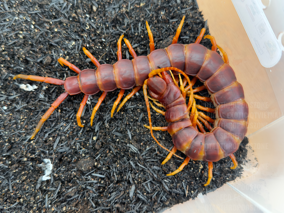 Scolopendra galapagoensis "Orange" (Darwin's Goliath Centipede)-duoc-ban-tai-QTArthropodszone (Scorpions Exotic QTVietNam & SpiderHia)
