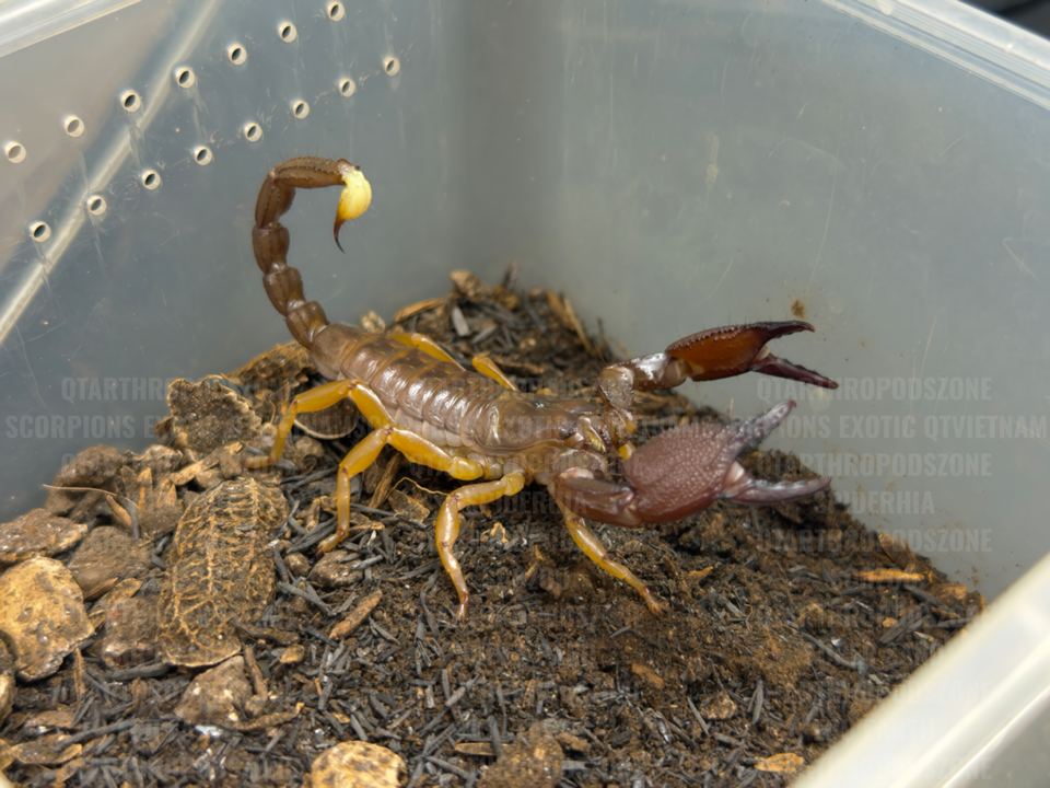 Chersonesometrus fulvipes (Heterometrus fulvipes)-duoc-ban-tai-QTArthropodszone (Scorpions Exotic QTVietNam & SpiderHia)