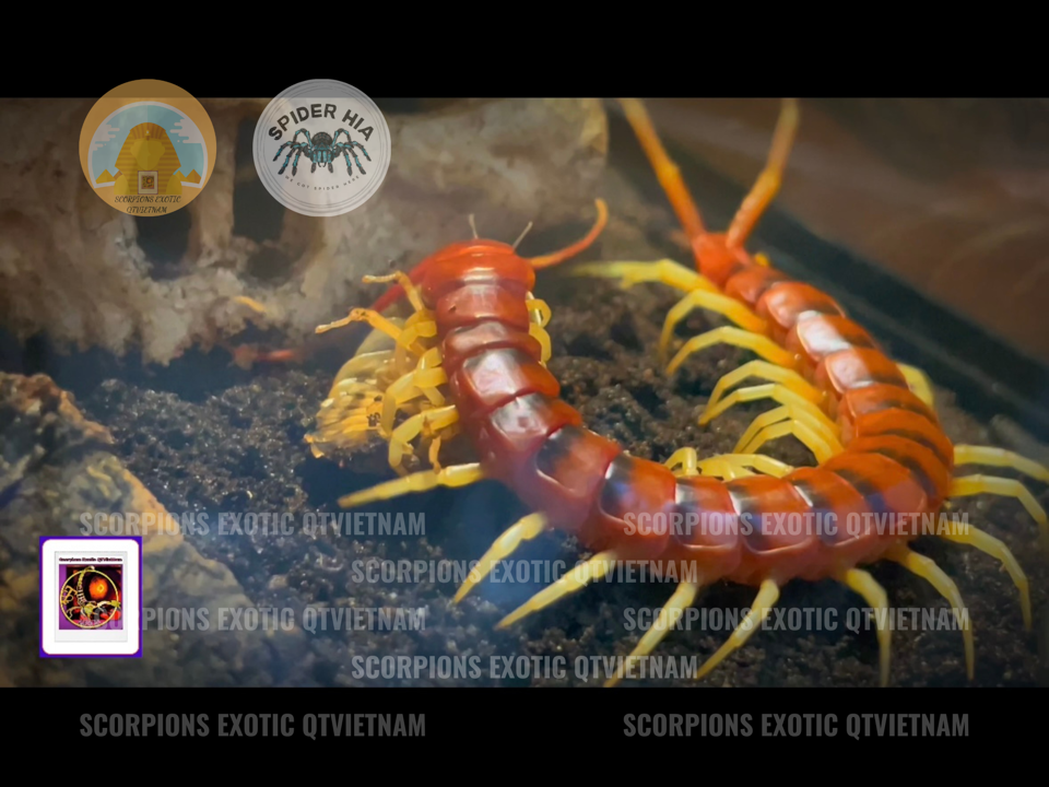 Scolopendra gigantea sp White Leg-duoc-ban-tai-QTArthropodszone (Scorpions Exotic QTVietNam & SpiderHia)