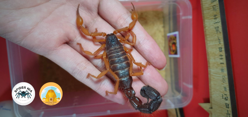 Parabuthus villosus "Orange" morph-duoc-ban-tai-QTArthropodszone (Scorpions Exotic QTVietNam & SpiderHia)