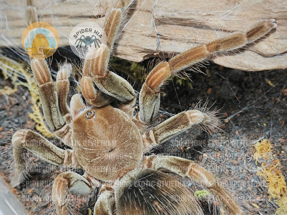 M + FM 14cm Pamphobeteus sp Manganegra-duoc-ban-tai-QTArthropodszone (Scorpions Exotic QTVietNam & SpiderHia)
