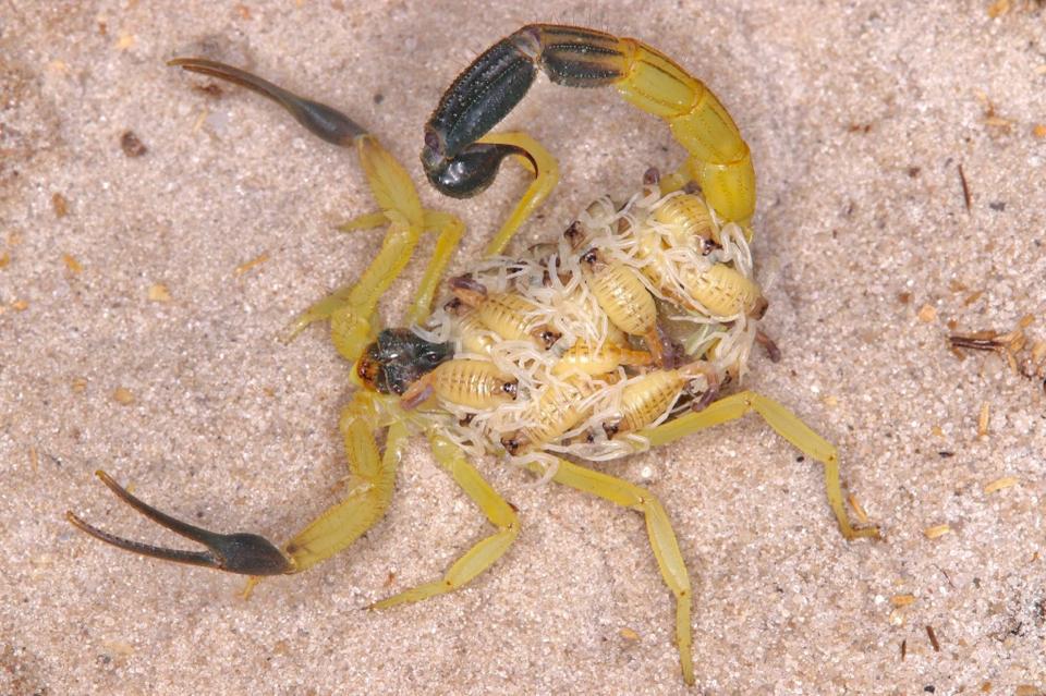 Hottentotta salei "Bright" morph-duoc-ban-tai-QTArthropodszone (Scorpions Exotic QTVietNam & SpiderHia)