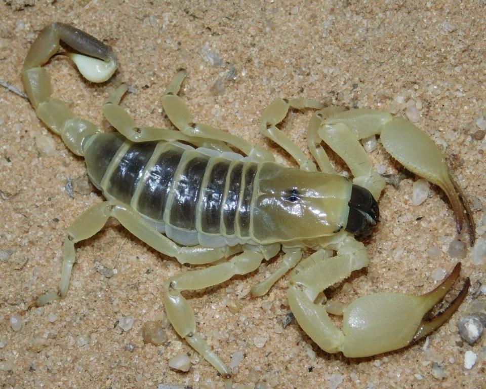 Opistophthalmus wahlbergii (Kalahari Burrower Scorpion)-duoc-ban-tai-QTArthropodszone (Scorpions Exotic QTVietNam & SpiderHia)