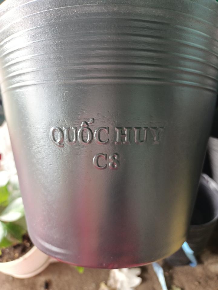 Chậu Đen C8-duoc-ban-tai-Asaly Garden