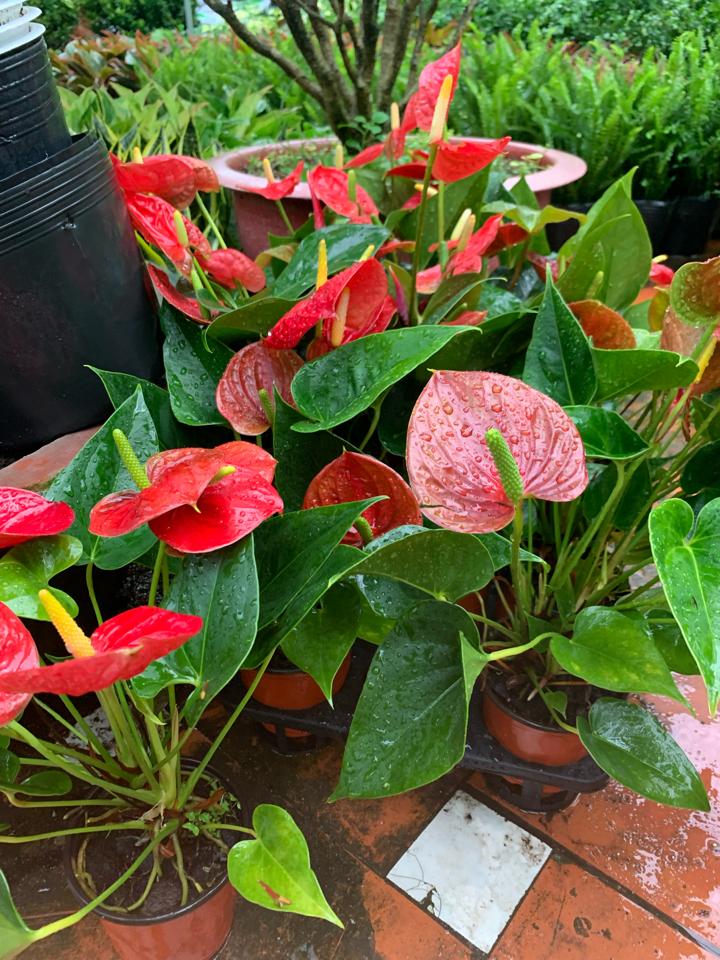 Hồng Môn-duoc-ban-tai-Asaly Garden